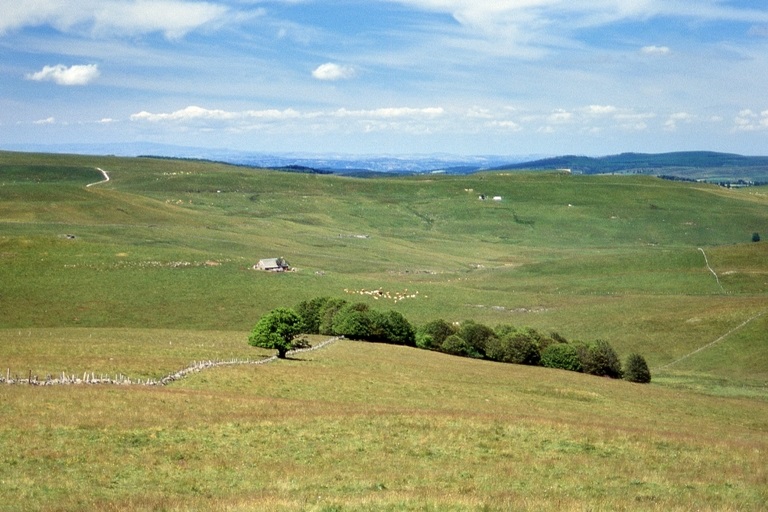 aubrac